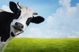 A Beef about Beef